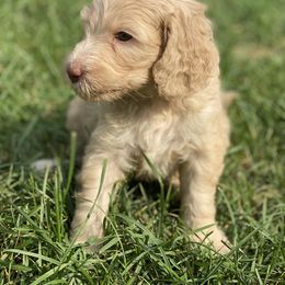 Goldendoodle Puppies from New Jersey Doodles
