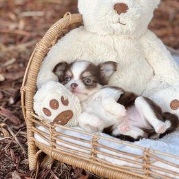 Hershey's - Chocolate sabled fawn male Chihuahua puppy in Oviedo, Florida from ROYALCHIHUAHUAPUPPY