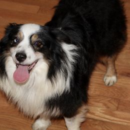 Roger - Miniature Australian Shepherd