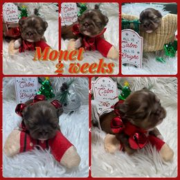 Monet - Liver and white female Shih Tzu puppy in Coolidge, Arizona from Shih Tzu’s  ‘N’ Love