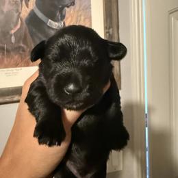 Boy 2 - Black male Miniature Schnauzer puppy in Upland, California from Rising Minis of Upland