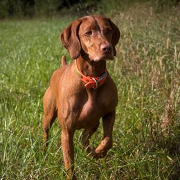 Gerti - Vizsla