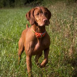 Gerti - Vizsla