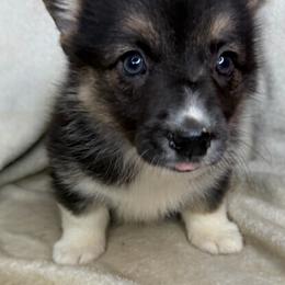 Winnie - Black and tan female American Corgi puppy in Grants Pass, Oregon from KnR Antler Dogs