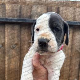 Luna - Black and white female Great Dane puppy in Granbury, Texas from Anderson Blau’s Great Danes