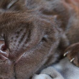 Dilute Retrievers and Labrador Retrievers from Rio Vista Retrievers