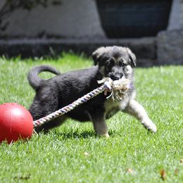 German Shepherd Puppies from Bmeerhuis German Shepherds