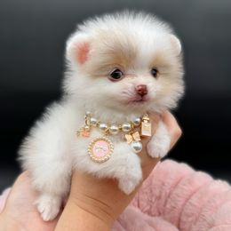 Ashley - Chocolate merle female Pomeranian puppy in Menifee, California from Petite Poms Of CA