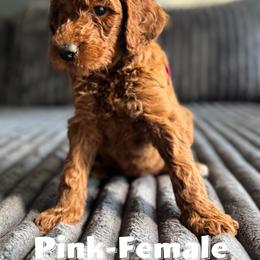 Goldendoodle Puppies from Beamans Doodle Farm