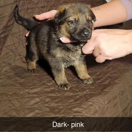 DARK PINK - Black and cream female German Shepherd puppy in Willoughby, Ohio from WolfPackk