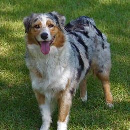 Abby - Australian Shepherd
