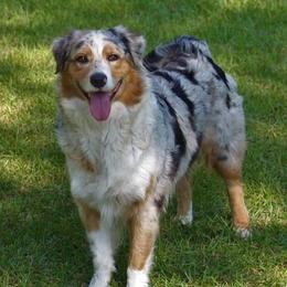 Abby - Australian Shepherd