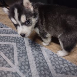 Siberian Husky Puppies from The Snow Dog Kennel