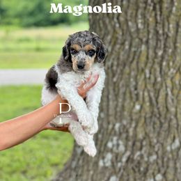 Australian Labradoodle and Bernedoodle Puppies from The Poodle Co. Raising Doodles & Poodles