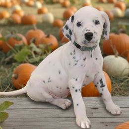 LUA Aqua Boy - White and black male Dalmatian puppy in Phoenix, Arizona from Samba Flavors