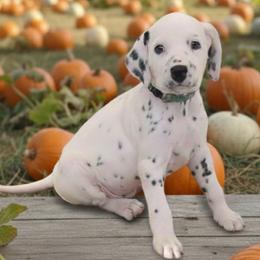 LUA Aqua Boy - White and black male Dalmatian puppy in Phoenix, Arizona from Samba Flavors