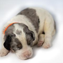 Chuckie - Tri-color Double Doodle puppy in Houston, Texas from Texas Castle Doodles