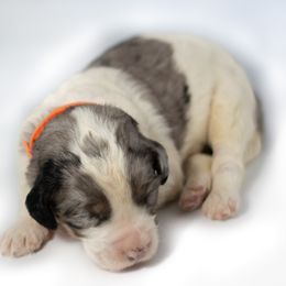 Chuckie - Tri-color Double Doodle puppy in Houston, Texas from Texas Castle Doodles