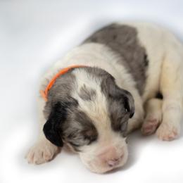 Chuckie - Tri-color Double Doodle puppy in Houston, Texas from Texas Castle Doodles