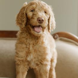 Randy Travis - Apricot male Goldendoodle puppy in Hiddenite, North Carolina from Rose and Reid Doodles