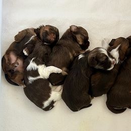 Havanese Puppies from Dori Scott