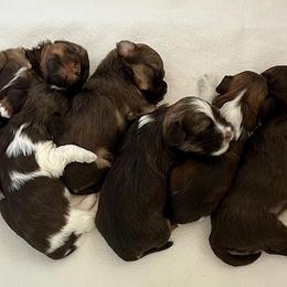 Havanese Puppies from Dori Scott