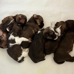Havanese Puppies from Dori Scott