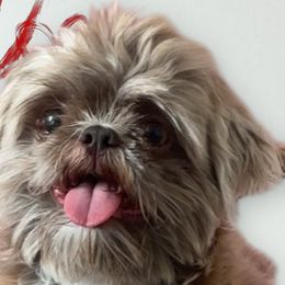 Shih Tzus from Pretty Paws Shih Tzu's