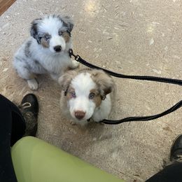 Miniature Australian Shepherd Puppies from Boulder Mini Aussies