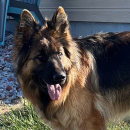 Dalia - German Shepherd