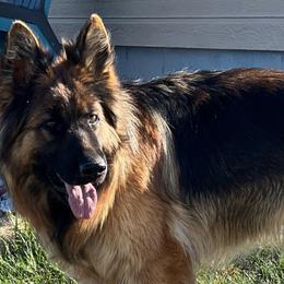 Dalia - German Shepherd