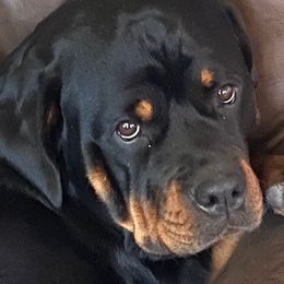 FREYJA - Rottweiler