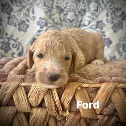 Ford - Apricot male Poodle puppy in Athens, Georgia from Alexander’s Standard Poodles