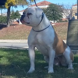 Furi - American Bulldog