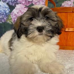 Earl - Silver sable male Havanese puppy in Clermont, Florida from Country Sweet Havanese and Creative Coaching