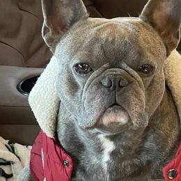 Ash - French Bulldog