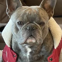 Ash - French Bulldog