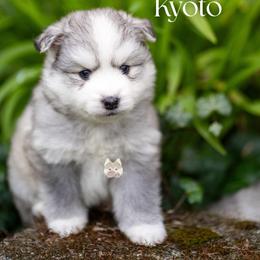 Kyoto - Silver male Pomsky puppy in San Mateo, California from The Pomsky Garden