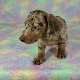 Dachshund Puppies from Newbern's Nuggets