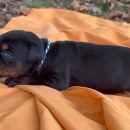 Atlas - Black and rust male Doberman Pinscher puppy in Toney, Alabama from Bhon Mhuir Dobermanns