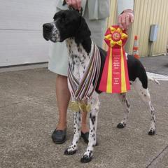 Briards and Pointers from Honey Bee Hill