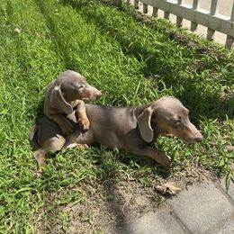 Lenny - Gray and tan male Dachshund puppy in Boston, Massachusetts from London's puppies