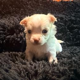 Carl - Cream male Chihuahua puppy in Seneca, Missouri from Stephanie’s Puppy Colony