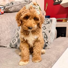 Josie Joy - Red  female Goldendoodle puppy in Valdosta, Georgia from Designer Doodles of South GA