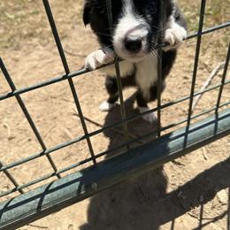 Border Collie Puppies from Athena’s Collies