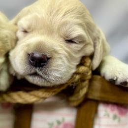 Girl 4 - Golden female Golden Retriever puppy in Tonasket, Washington from Denzil’s Goldens