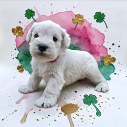 Pinky toes - White female Miniature Schnauzer puppy in Houston, Texas from Haughton Farm