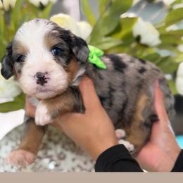 Zoro - Tri-color male Bernedoodle puppy in Yuciapa, California from AlltheDoodlez_