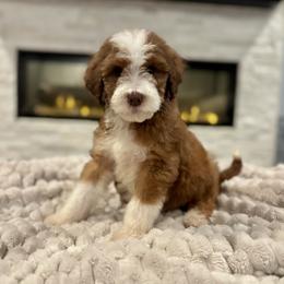 Anasazi - Sable male Bernedoodle puppy in Spring, Texas from Sterling Star Doodles