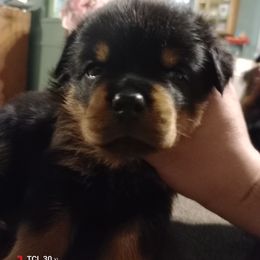 Pink - Black and mahogany female Rottweiler puppy in Janesville, Wisconsin from Maciel House of Rottweilers